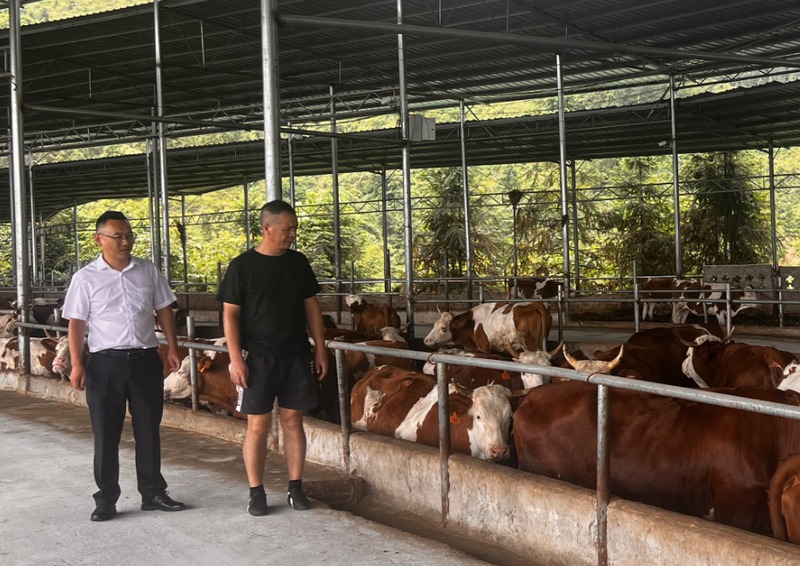 该行工作人员在某肉牛养殖基地开展尽职调查。
